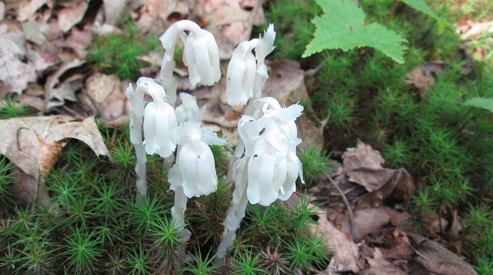 Scientists uncover global patterns and drivers of orchid mycorrhizal ...