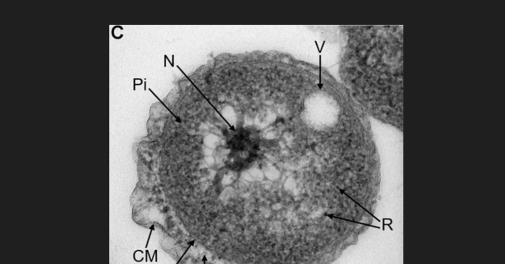 New species of marine bacteria isolated from a deep-sea cold seep | The ...