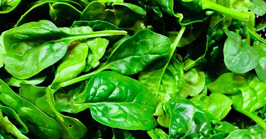 Sanitized readytoeat salad may contain diseasecausing bacteria The