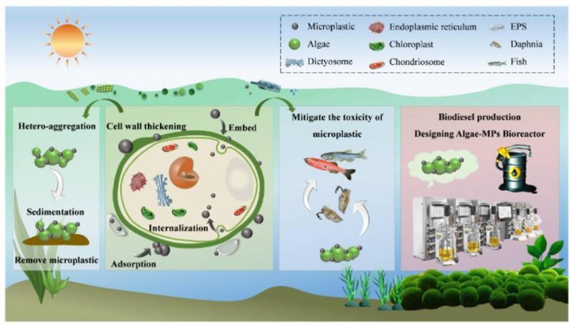 Tiny plastics, green solutions: How algae could help clean polluted ...