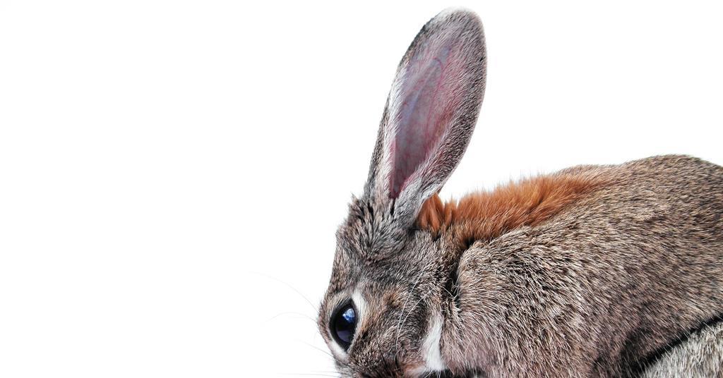 Gut parasites could aid the spread of respiratory bugs in rabbits The