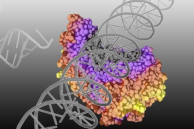 Movie reveals DNA unzipping mechanism with implications for viral and ...