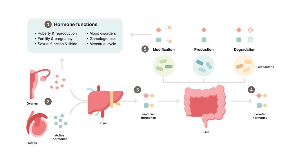 The birds, the bees, and the bugs: how gut microbes impact sex hormones ...