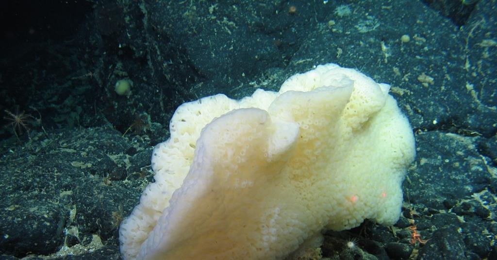 Deep sea sponges yield new bacterial strains that may battle pathogens