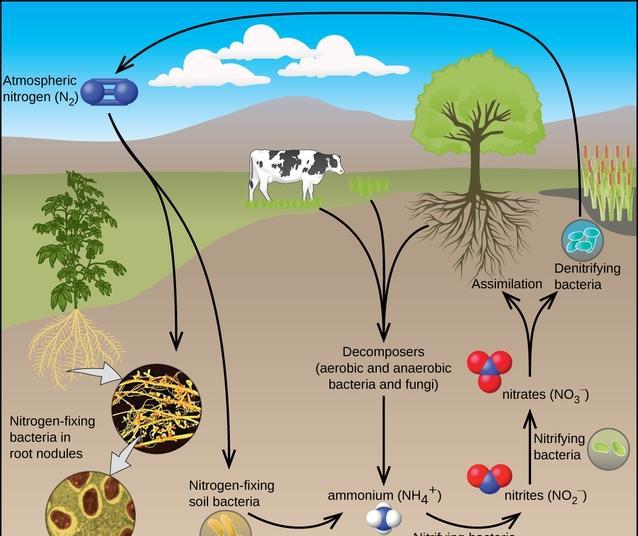 Chemical signals spur soil bacteria to slam on the brakes | News | The ...