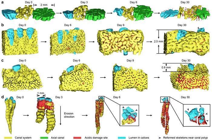 New research reveals diverse survival strategies of reef-building ...