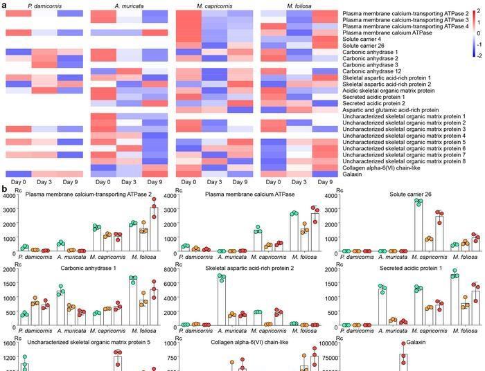 New research reveals diverse survival strategies of reef-building ... - Reef-Safe Corals That Reduce Algae Growth