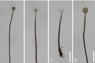 Two new freshwater fungi species in China enhance biodiversity ...