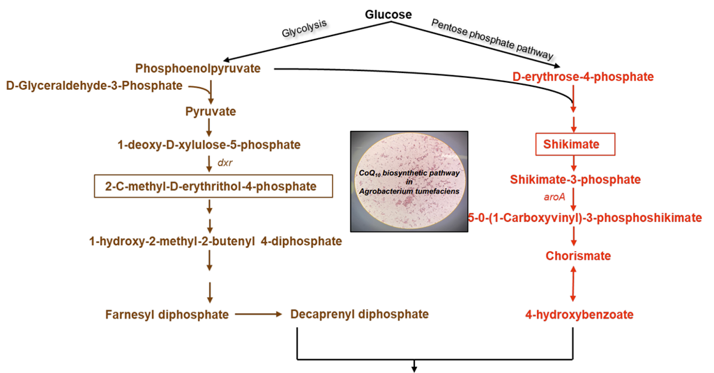 Unravelling Coenzyme Q10 pathway could pave way to industrial ...