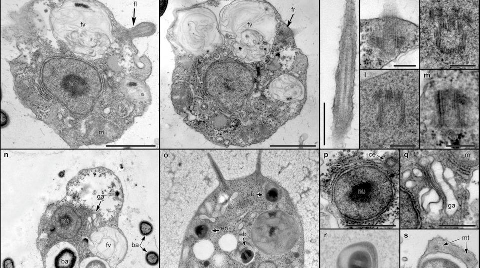 Clues to origins of complex life revealed with discovery of new ...