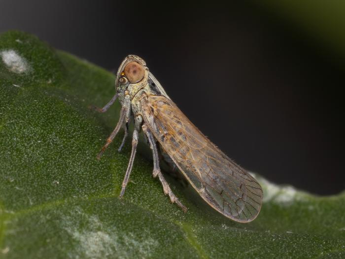 Peronists Insect New super pest combines broad spectrum of microbes | News | The ...