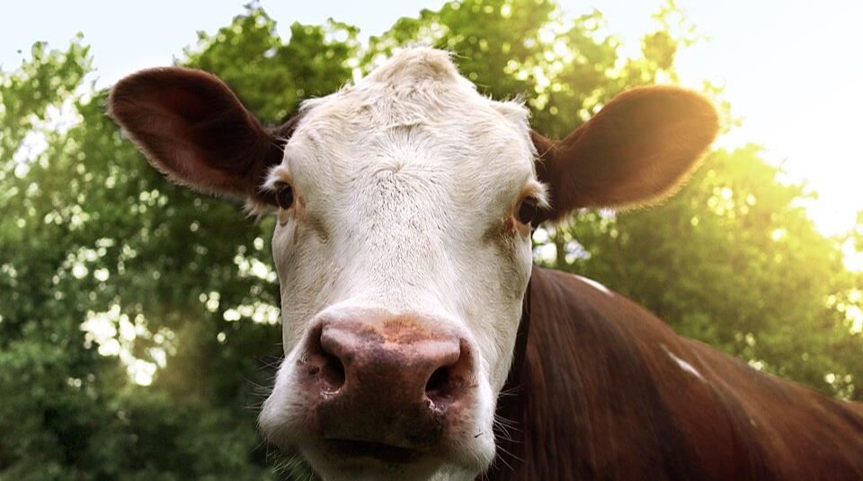 Just 10 viral particles can cause H5N1 avian flu infection in cows ...