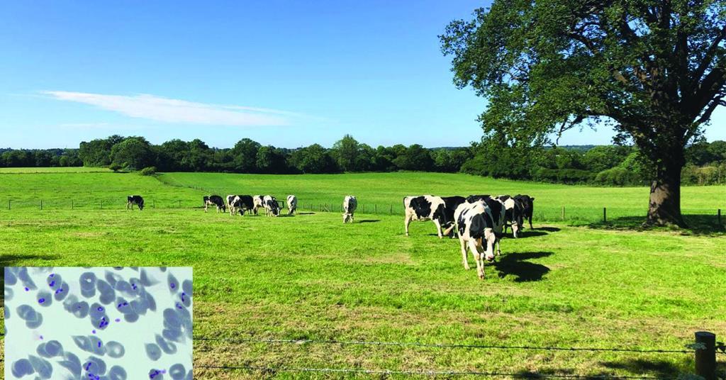 Royal Veterinary College awarded international grants to advance ...