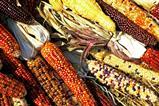 corn