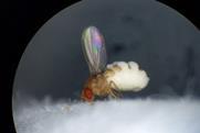 Low-Res_Fruit fly with its wings up and evidence of a fungal outgrowth. Credit-Carolyn Elya.png