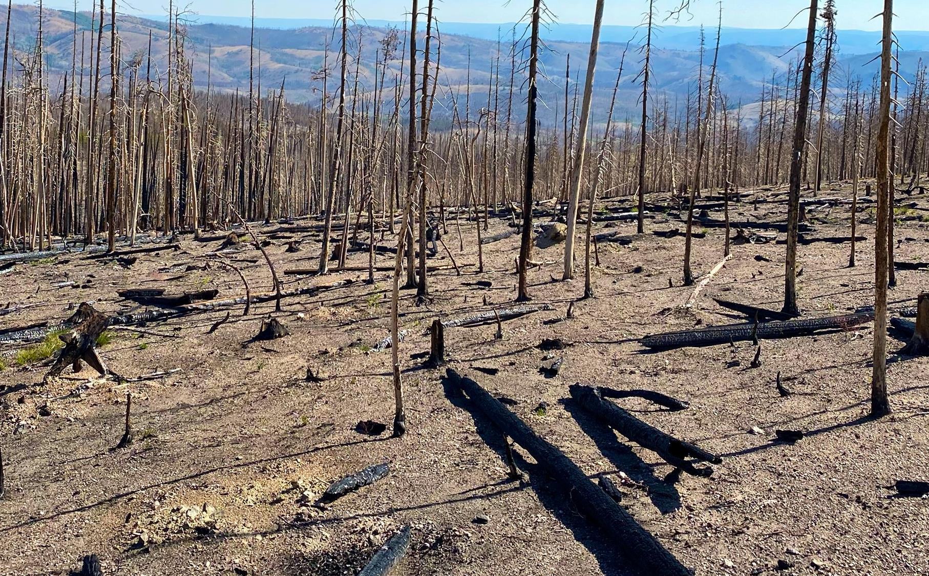 Rock Fire Playing with fire: how wildfire shapes the soil microbiome of the ...