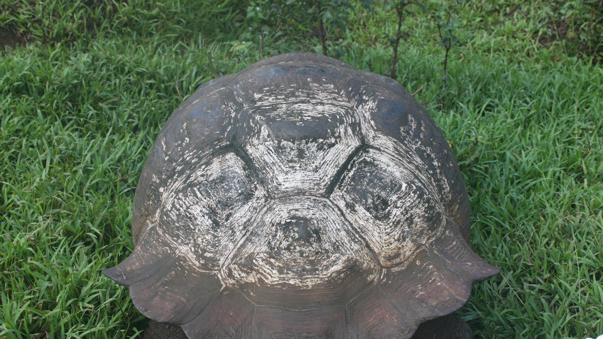 Discovering the microbial world on Galapagos giant tortoise shells ...