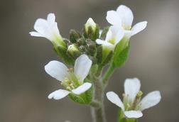 Arabidopsis_thaliana_inflorescencias