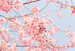 cherry-blossom-tree-1225186_1280