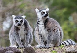 Ring-tailed_lemur,_Lemur_catta