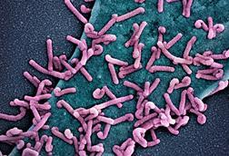 Marburg_virus_outbreak