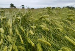 barley023-scaled