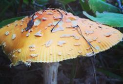 Low-Res_Fungus