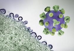 HIV_Virus_-_2