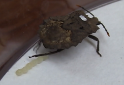 stinkbug