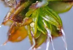 Low-Res_moss closeup