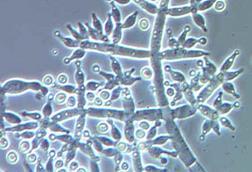 Trichoderma_harzianum