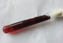 Ochroconis_gallopava_growth_on_SDA_after_4_days_of_incubation_showing_red_to_maroon_pigment_around_the_colony