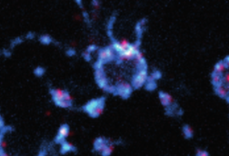 HCR-FISH_image_of_a_Heimdallarchaeia_cell