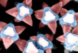Low-Res_In-situ MOF-on-MOF-JPEG