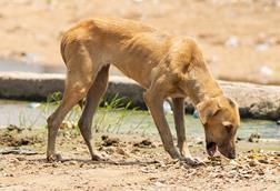 Rabid_Dog