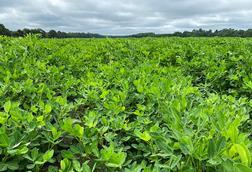 Field_of_Peanut_Plants