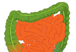 Intestine_-_sized