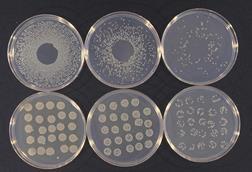 Pseudomonas_syringae_cultures