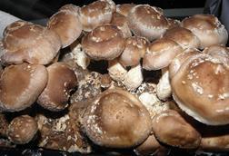 Shiitake mushrooms