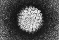 Papilloma_Virus_(HPV)_EM