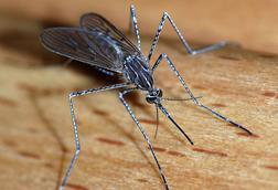 Mosquito_2007-2