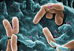 Pseudomonas (2)