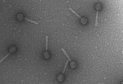 Bacteriophage_P2
