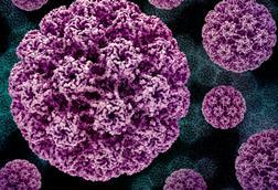 Human_Papillomavirus_(HPV)