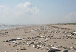 Marine_Harmful_Algal_Bloom_-_Fish_Kill_(57f8b239-2f03-4f88-8478-bb6276a3ab2b)