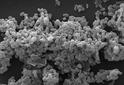 Scanning_electronic_micrograph_of_Akkermansia_muciniphila (1)