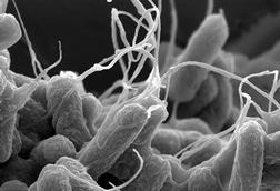 E-coli_(Escherichia_coli)