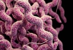 Campylobacteriosis