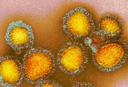 Colorful_photo_of_influenza_particles.webp