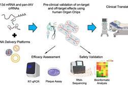 Low-Res_Preclinical influenza vaccine assessment